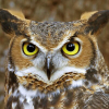 Profile avatar image for Nightowl