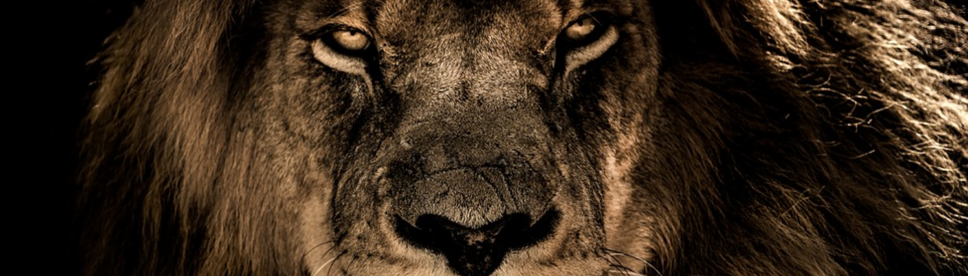 Profile banner image for LionGirl39