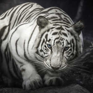 Profile avatar image for LionGirl39