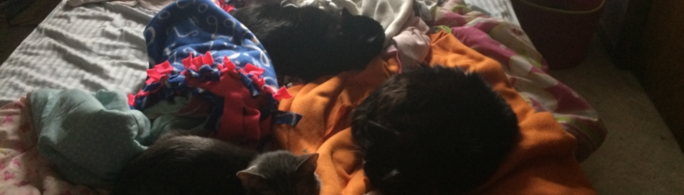 Profile banner image for TheLonelyCat