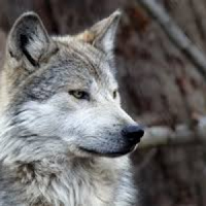 Profile avatar image for Mickey