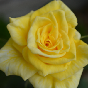 Profile avatar image for dianetex