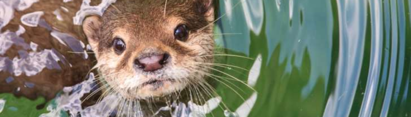 Profile banner image for Gingersnap3