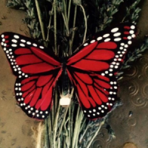 Profile avatar image for LiannaC