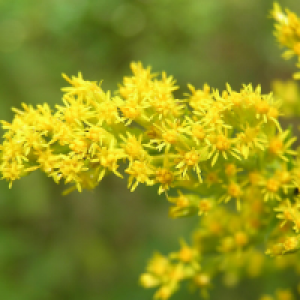 Profile avatar image for sunshinegirl