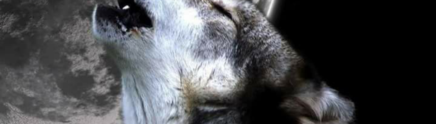 Profile banner image for STM