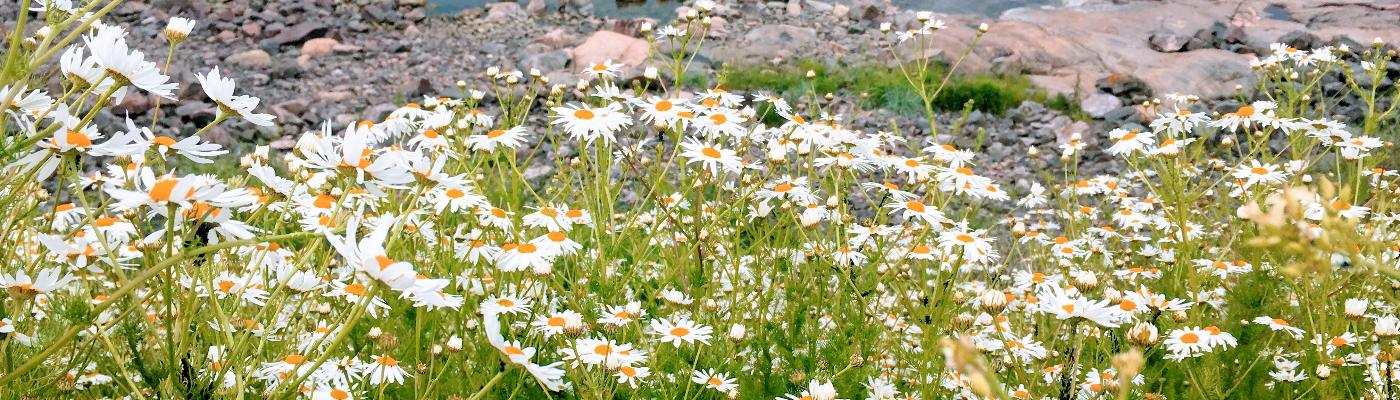 Profile banner image for NoraLorraine