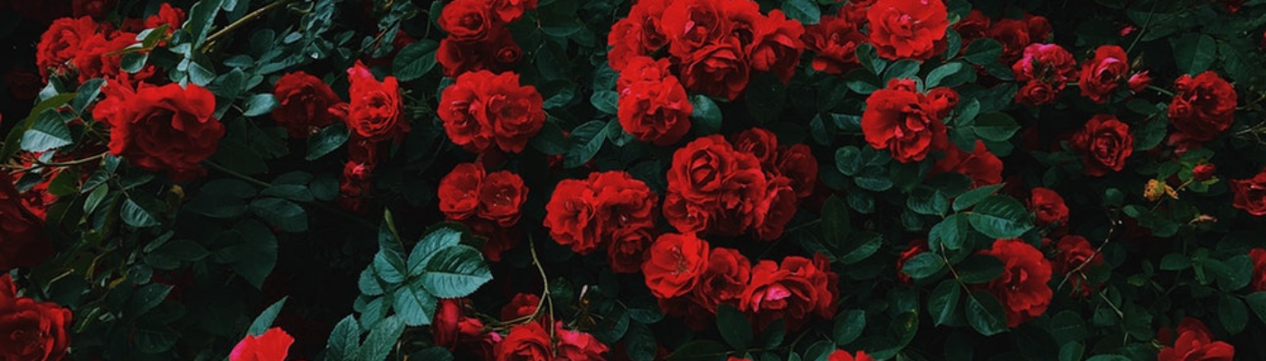 Profile banner image for xbleedingrosesx