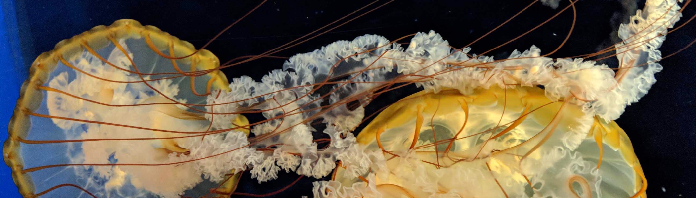 Profile banner image for BeautifulTerror