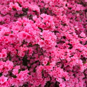 Profile avatar image for alexandrak