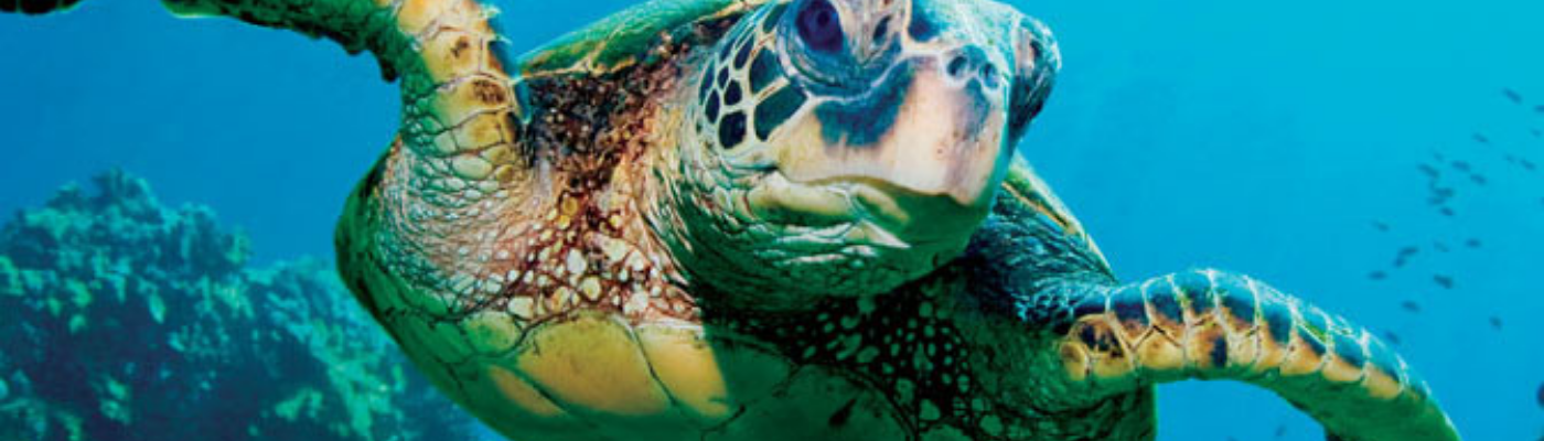 Profile banner image for TurquoiseTurtle