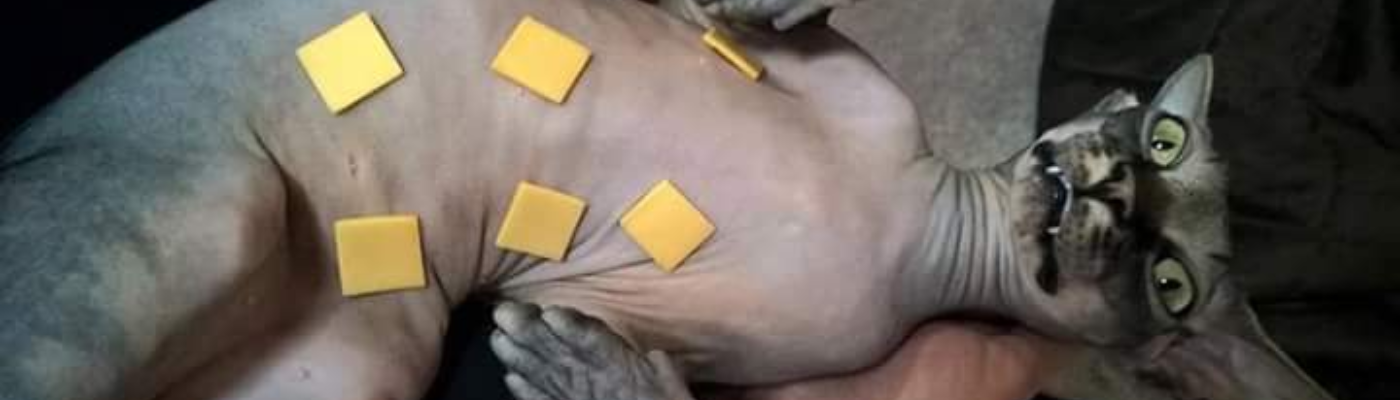 Profile banner image for the_yeasty_boys