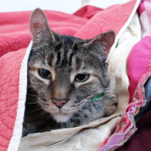 Profile avatar image for Arcade_Version