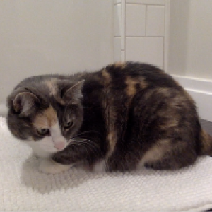 Profile avatar image for annpea