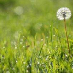 Profile avatar image for Mazzmyrrheyes