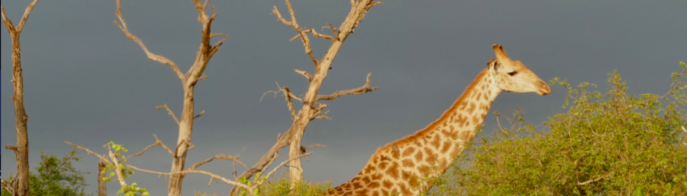 Profile banner image for Huckleberry_Hoo