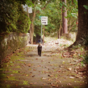 Profile avatar image for Justmythoughts