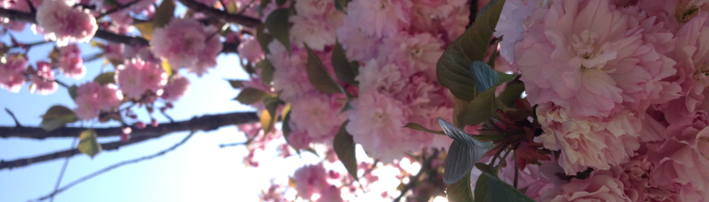 Profile banner image for akwalthe