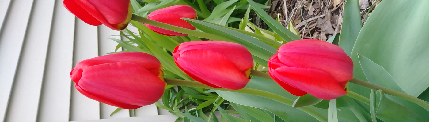 Profile banner image for MsD