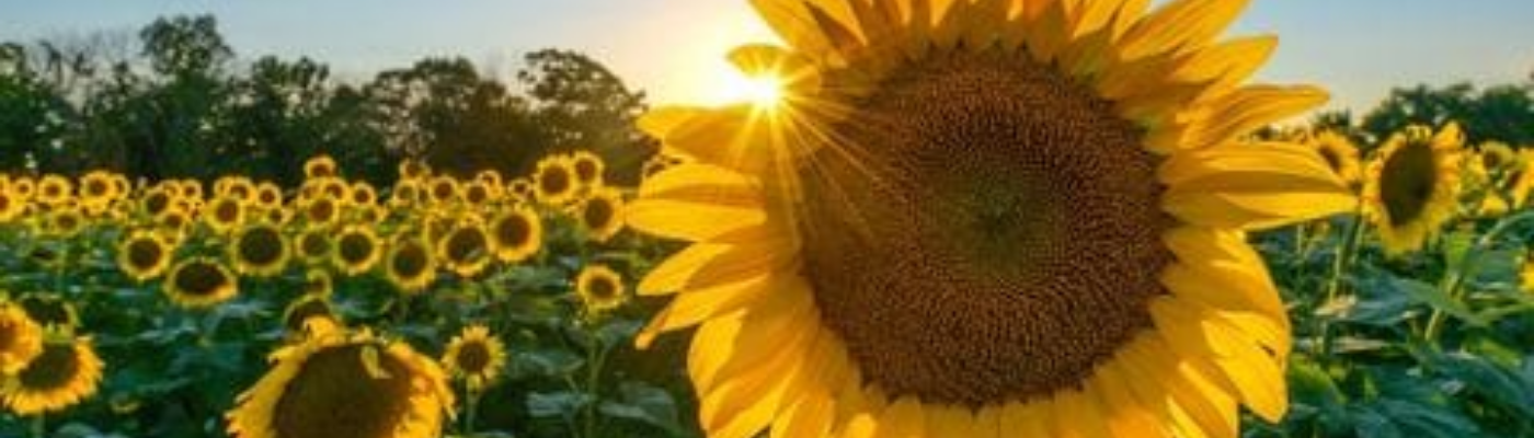 Profile banner image for YourrSunshine