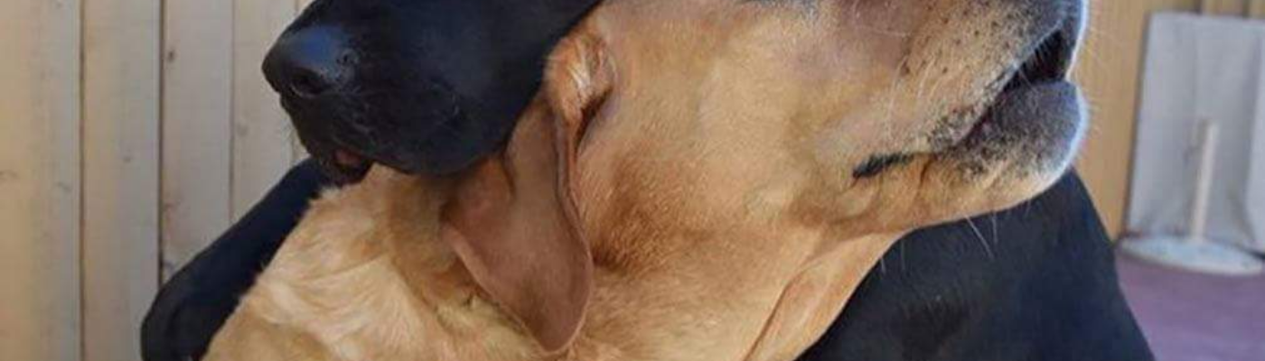 Profile banner image for kevvo