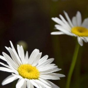 Profile avatar image for justanotherpoet