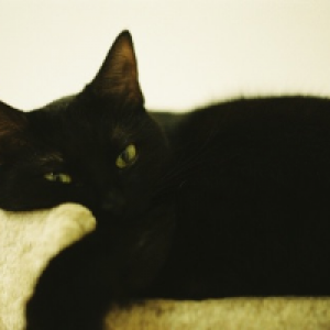 Profile avatar image for AlienAnna