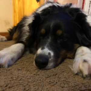 Profile avatar image for rowanhuegerich