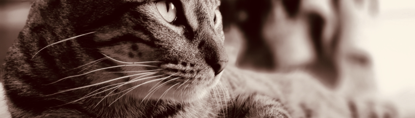 Profile banner image for Morganna375