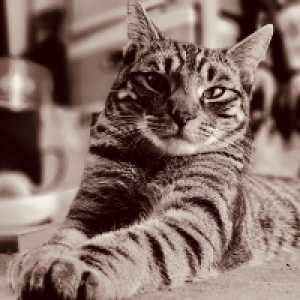 Profile avatar image for Morganna375