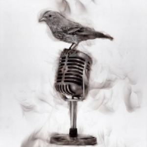 Profile avatar image for CrookedShelf