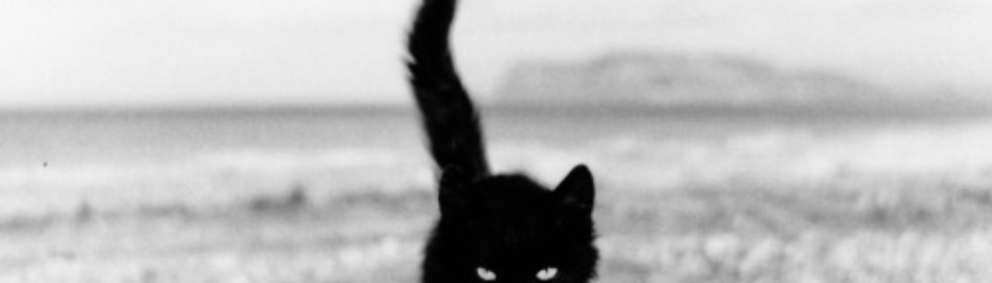 Profile banner image for Little_Nemo