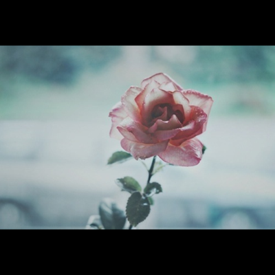 Profile avatar image for ARoseByAnyOther