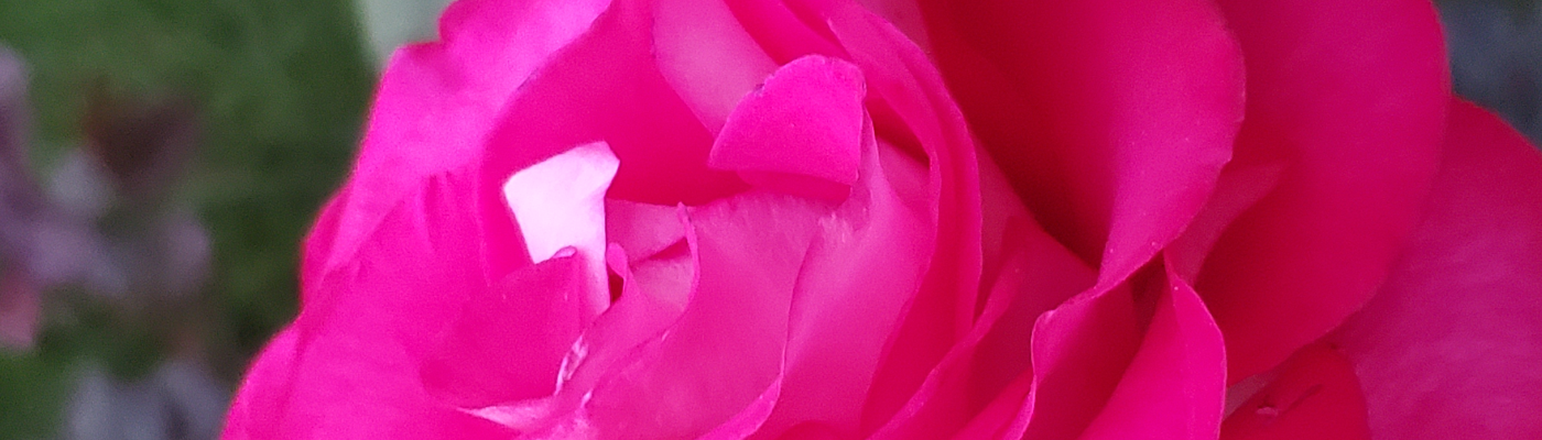 Profile banner image for MountainBird