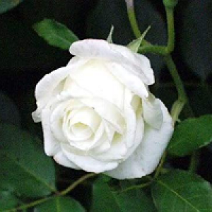 Profile avatar image for OceanFaerie32