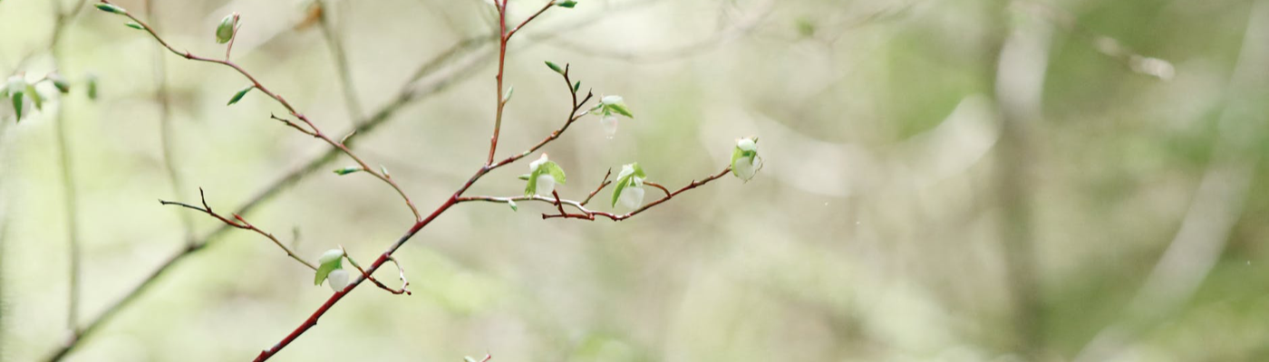 Profile banner image for xCalypso