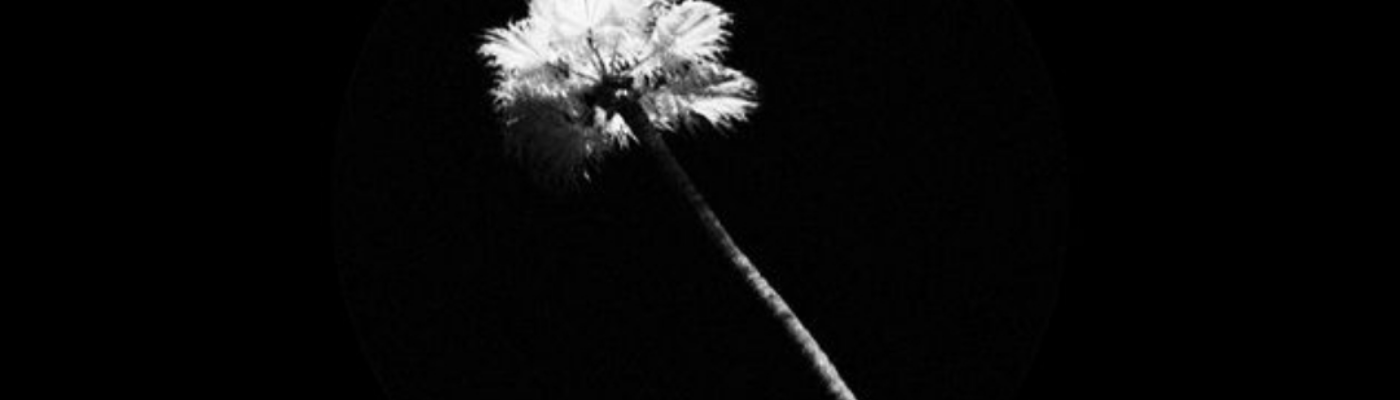 Profile banner image for Bianewme