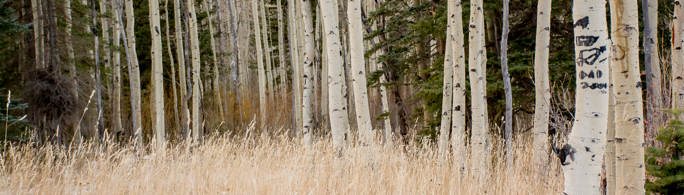 Profile banner image for Forte