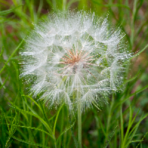 Profile avatar image for Forte