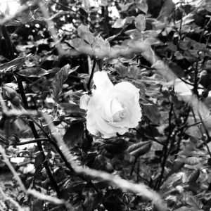 Profile avatar image for Elfylon