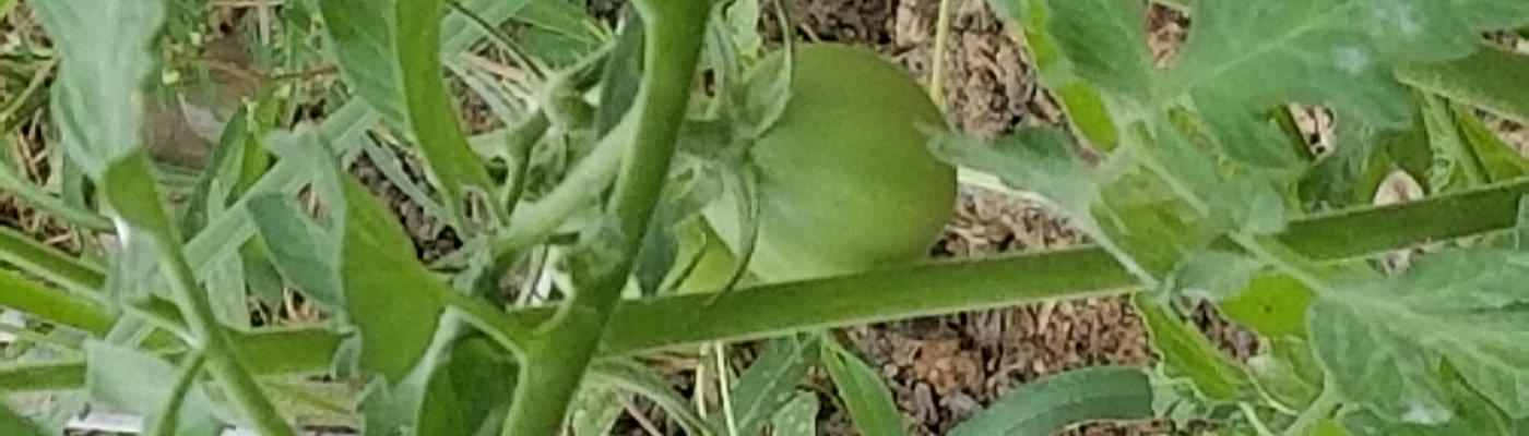 Profile banner image for phylicia