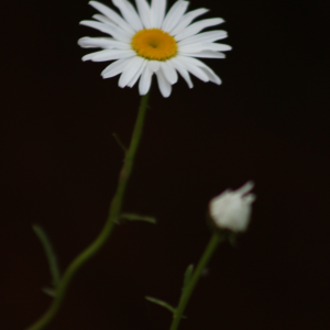 Profile avatar image for Jessica