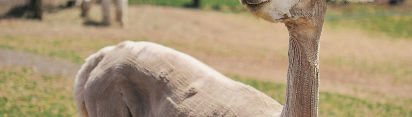 Profile banner image for jantonia0