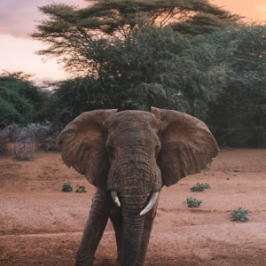 Profile avatar image for theram