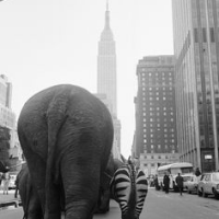 Profile avatar image for abbeyswany