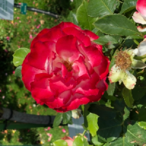 Profile avatar image for RebeccaBrighton