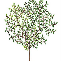 Profile avatar image for Surtism