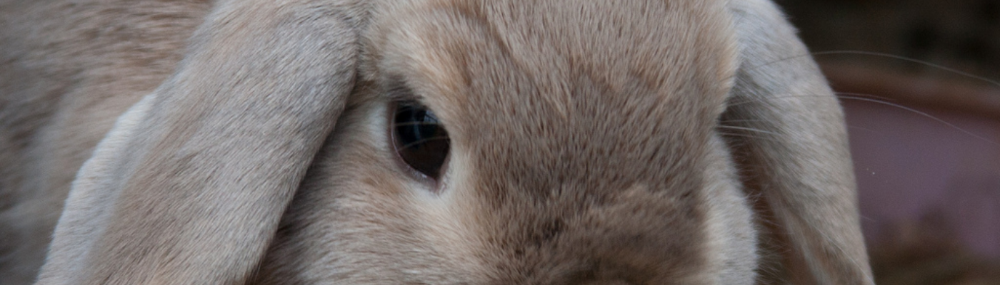 Profile banner image for Yellotothehello