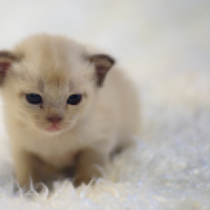 Profile avatar image for Yellotothehello