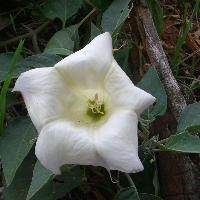 Profile avatar image for HermitThrush